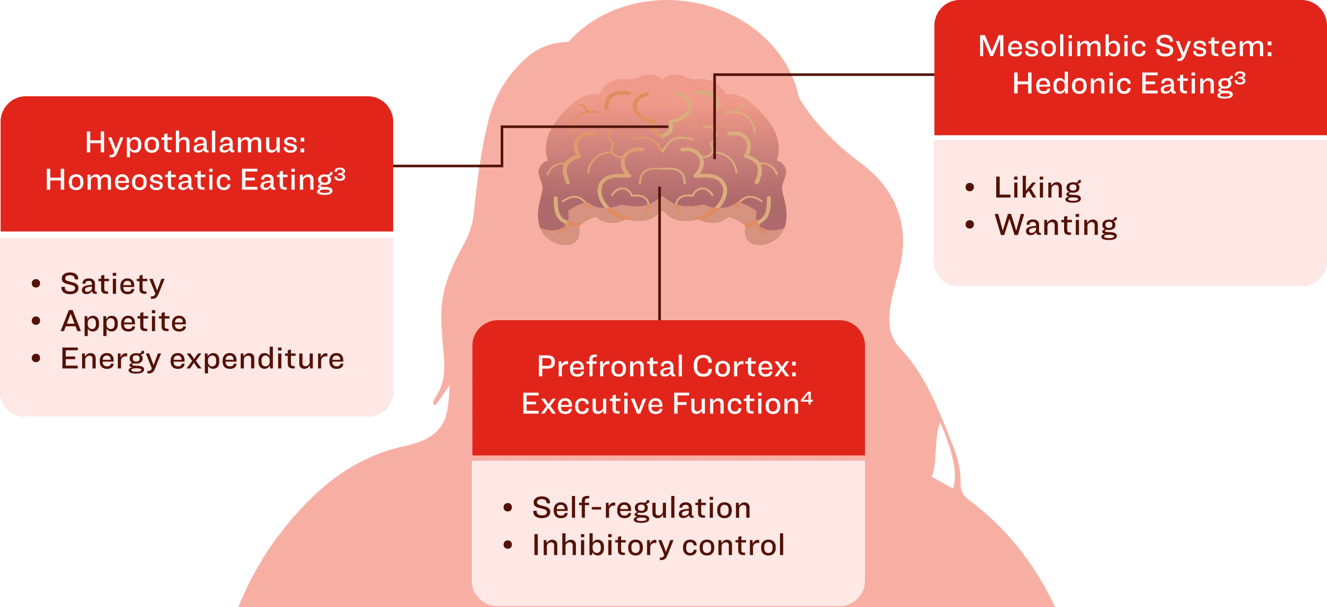 Table Energy homeostasis