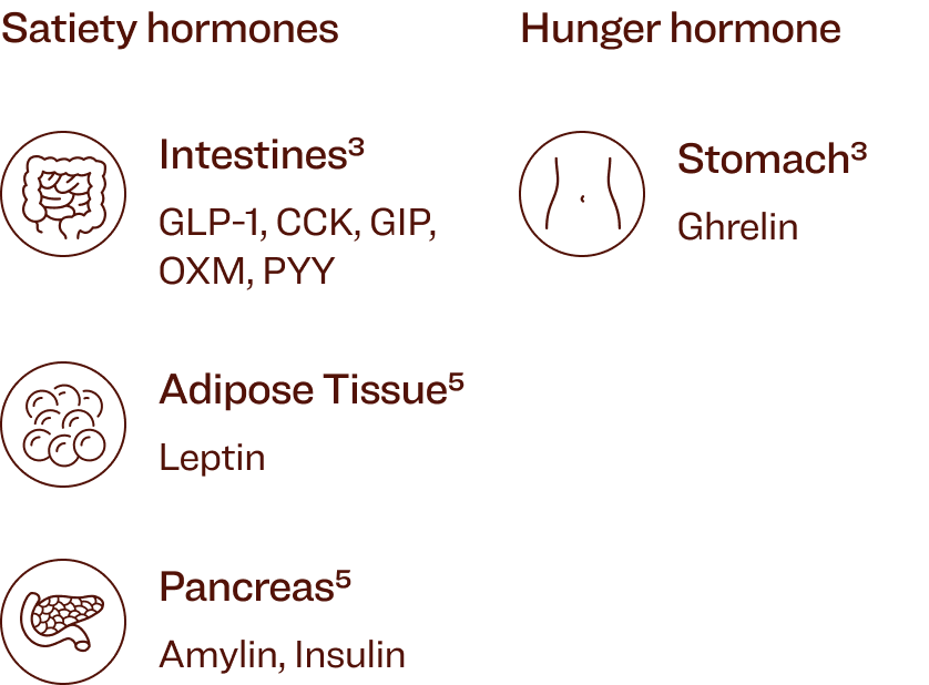 Table Energy homeostasis Right